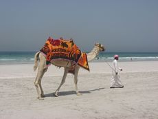 379 Kamelreiten für Kinder.JPG